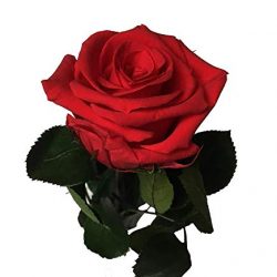 Decoflorales® – Rosa stabilizzata, rossa – Altezza 25-27 cm – La Rosa eterna