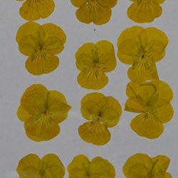 handi-kafu giallo ortensia vera premuto fiori secchi