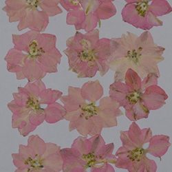 handi-kafu vera pressata rosa Larkspur fiori secchi