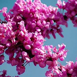 Pianta di Cercis siliquastrum, Albero di Giuda, Fiore rosa – lilla in vaso ø 18