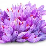 OFFERTA 50 BULBI DI CROCUS SATIVUS ZAFFERANO vernus croco coltivazione