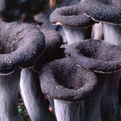 Portal Cool Gallinaccio Craterellus cornucopioides Mushroom Fungo Secco Semi micelio