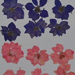handi-kafu viola rosa Larkspur vera premuto fiori secchi