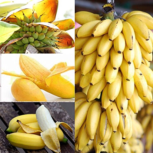 Sementi di Albero Banane Nane Banana Dwarf Semi di Frutta Fiori Rari Fiori Piante per Orto Giardino Balcone Interni ed Esterni nana Banane Tree Bananas – 100pz