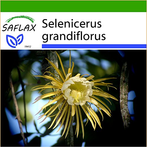 SAFLAX – Regina della notte – 40 semi – Con substrato – Selenicerus grandiflorus