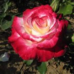 Shop Meeko Double Delight – Bareroot ibrida Garden Rose Bush – molto profumato Blooms crema con profonda rosa/bordi rossi