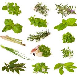 Miscela di erbe (erbe culinarie) – 14 tipi – 1630 ++ semi – ordinati per tipo –