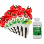 Kit di baccelli di semi di pomodorini ciliegino tradizionali per Miracle-Gro AeroGarden (6 baccelli)