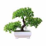 Semi, Catkoo 200Pcs Piante grasse rare Home Garden Magic Spiral Spring Grass Bonsai Seeds