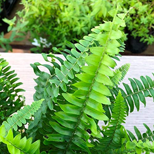 Asplenium nidus "Crissie" (Felce) [Vaso Ø17cm | H. 45 cm.]