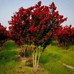 Lagerstroemia indica caroline beauty in vaso Ø 15