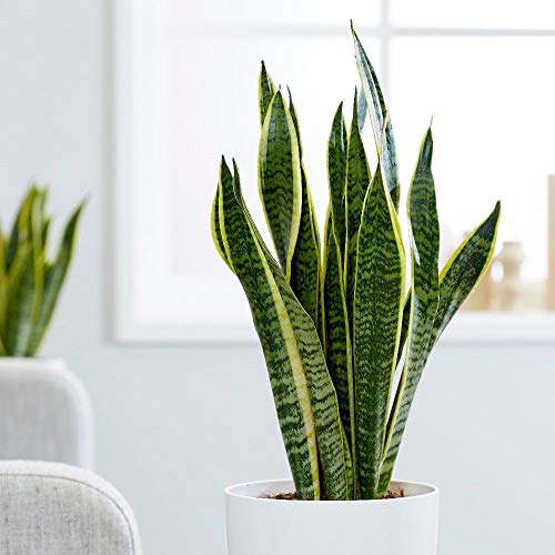 1 PIANTA DI SANSEVIERIA LAURENTII IN VASO 14CM DA INTERNO APPARTAMENTO LINGUA DI SUOCERA 2