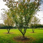 Corylus avellana (Nocciolo comune) [Vaso 1,5 Litri]