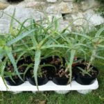 Vivai Le Georgiche Aloe Arborescens