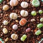 Sunlera 100pcs / bag Belle Lithops Semi Piante Semi per la domestica dei semi del giardino vegetali decorativi