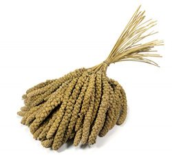 Britten & James® Premium Quality Spray da 10 pollici Millet. Circa 1kg.